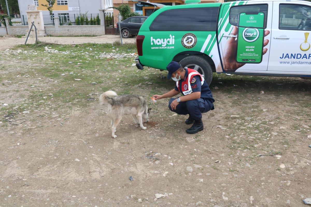 Kastamonu\'da jandarma ekipleri bir günde binden fazla sokak hayvanıyla ilgilendi