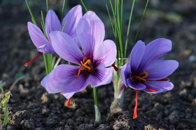 Kilosu 60 bin liradan satılan 'mucize bitki' safran çiçek açtı