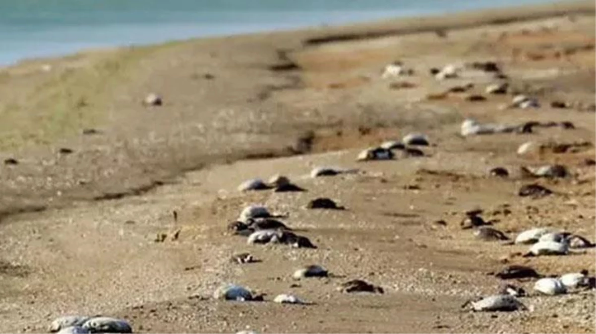 Rusya\'da 8 bin ölü kuş sahile yağdı, dünya yaşananlara "kıyamet" dedi
