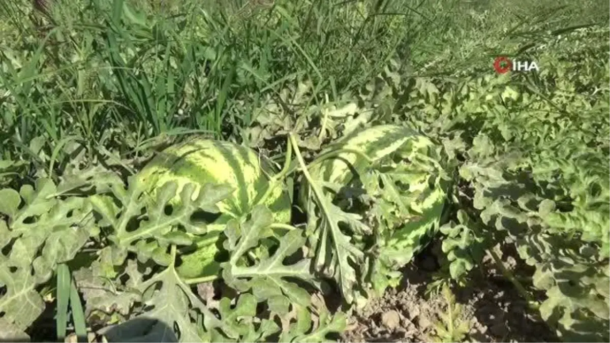 Salihli Ovası\'nda yetiştirilen karpuzlar, Dubai ve Irak\'a gönderiliyor