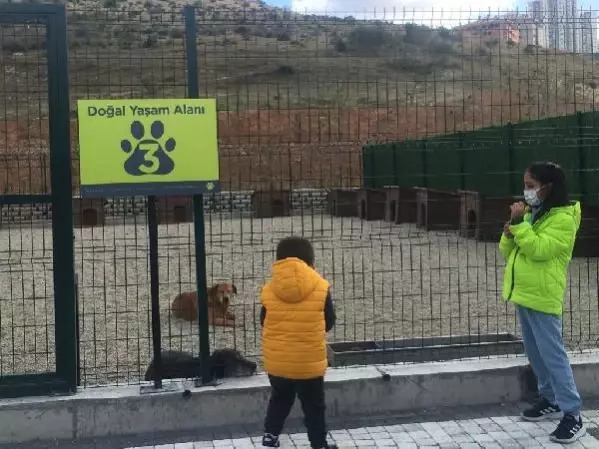 Sokak hayvanları için yapılan tam donanımlı hastane ve geçici bakımevi açıldı