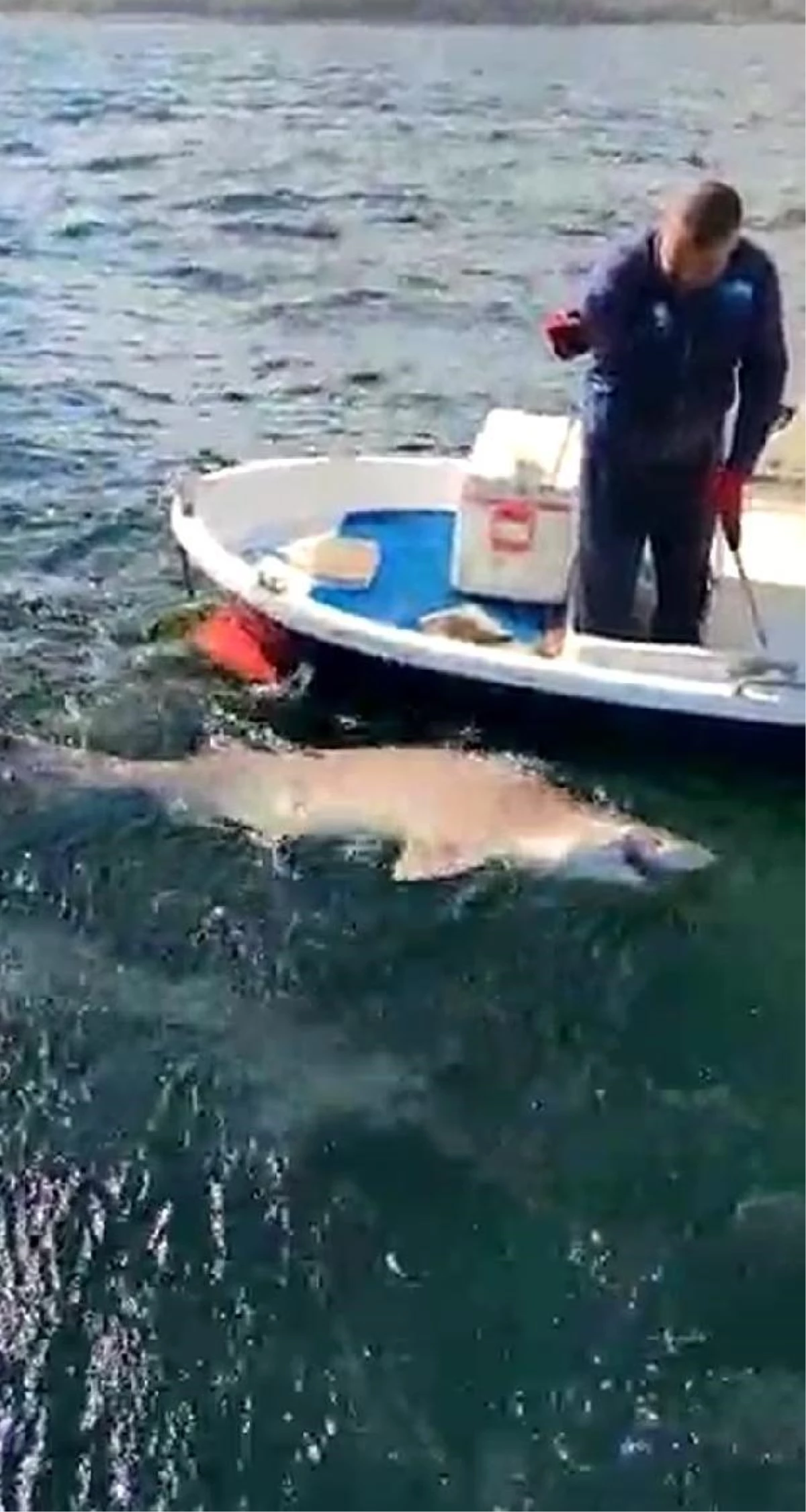 2,5 METRE BOYUNDA KÖPEK BALIĞI YAKALADI