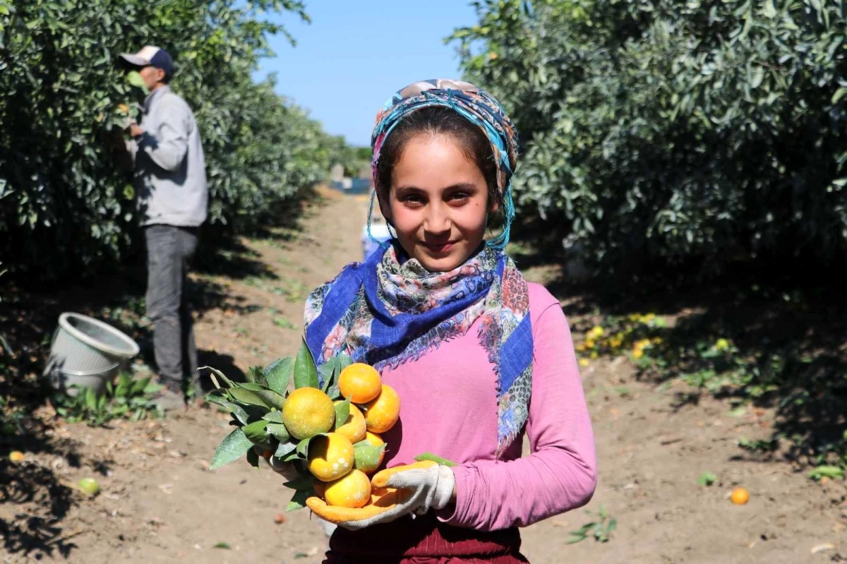 Adana\'da mandalina hasadı sürüyor... Fiyatı 1 liraya düştü