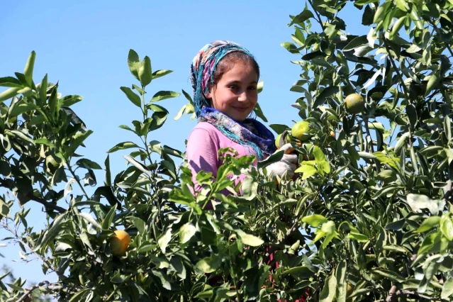 Adana'da mandalina hasadı sürüyor... Fiyatı 1 liraya düştü