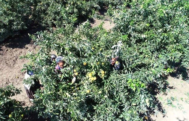 Adana'da mandalina hasadı sürüyor... Fiyatı 1 liraya düştü