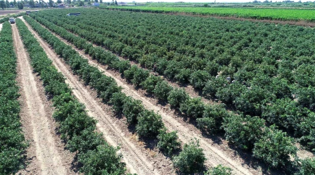 Adana'da mandalina hasadı sürüyor... Fiyatı 1 liraya düştü