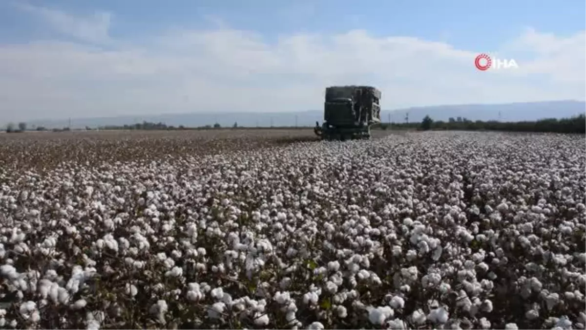 Aydın\'da pamuk, kuraklığa rağmen üreticisini sevindirdi