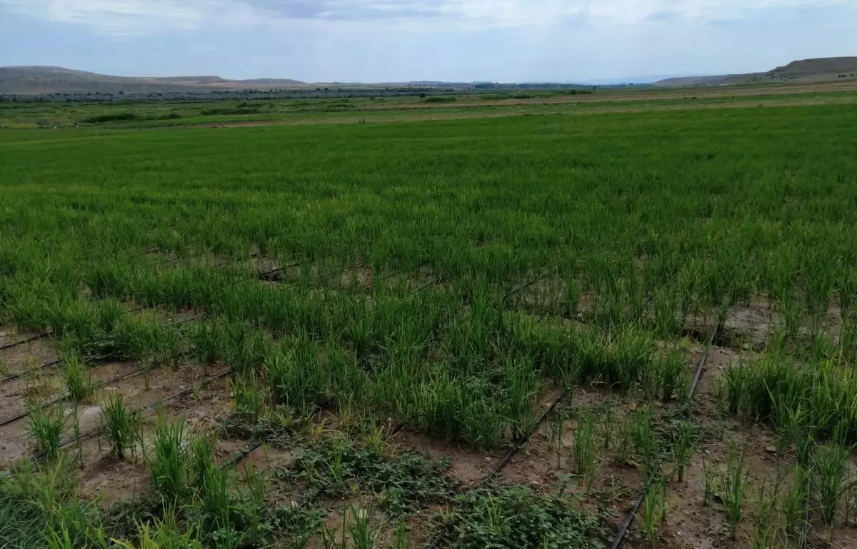 Damla sulamayla çeltik üretiminde yüzde 60-70 su tasarrufu sağlandı