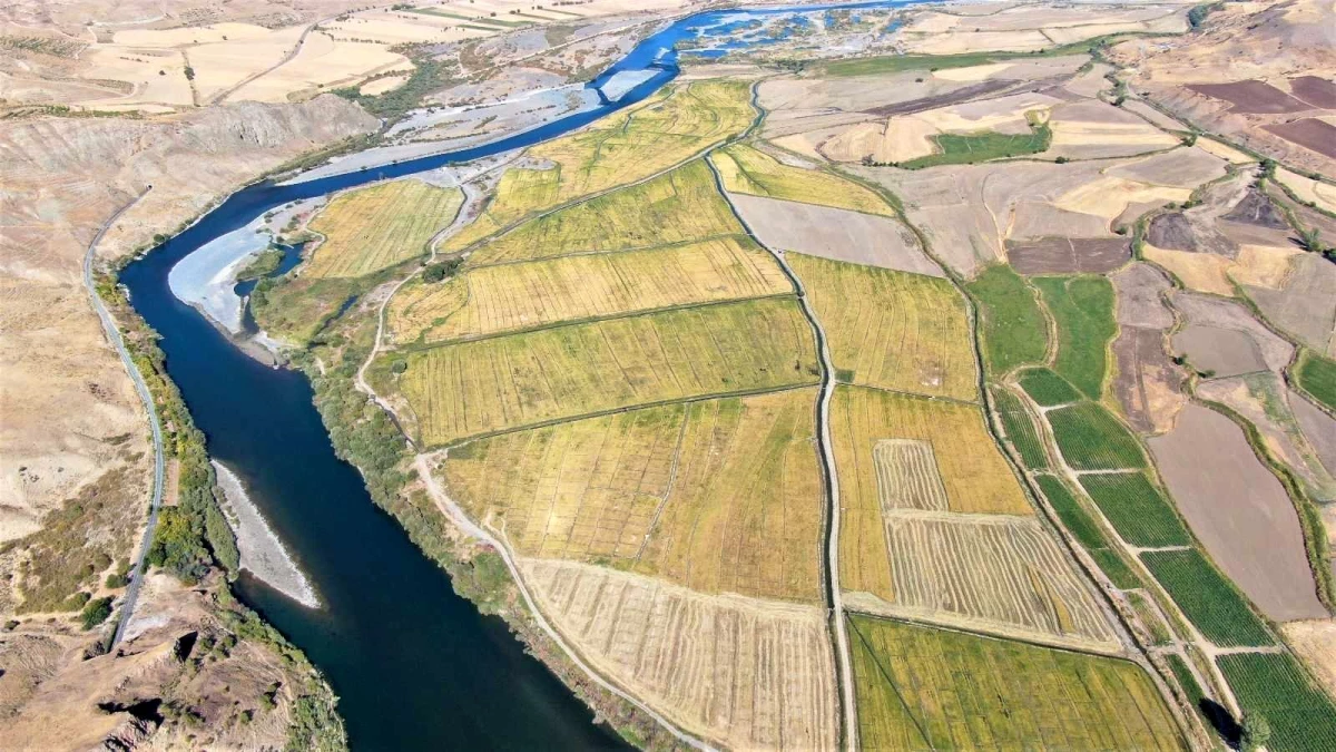Kuruyan Murat Nehri\'nde 150 gün suyun içinde yetişen pirinçte hasat zamanı