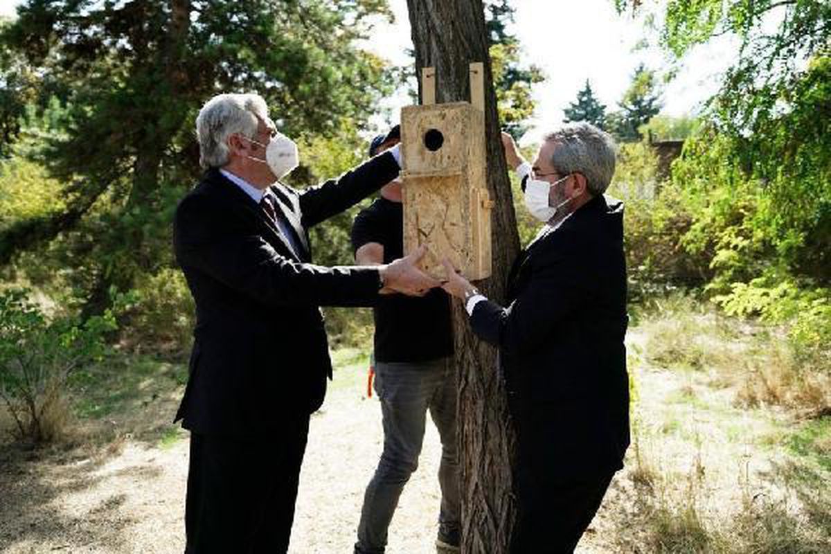 Üniversite kampüsündeki sincaplara özel yuva