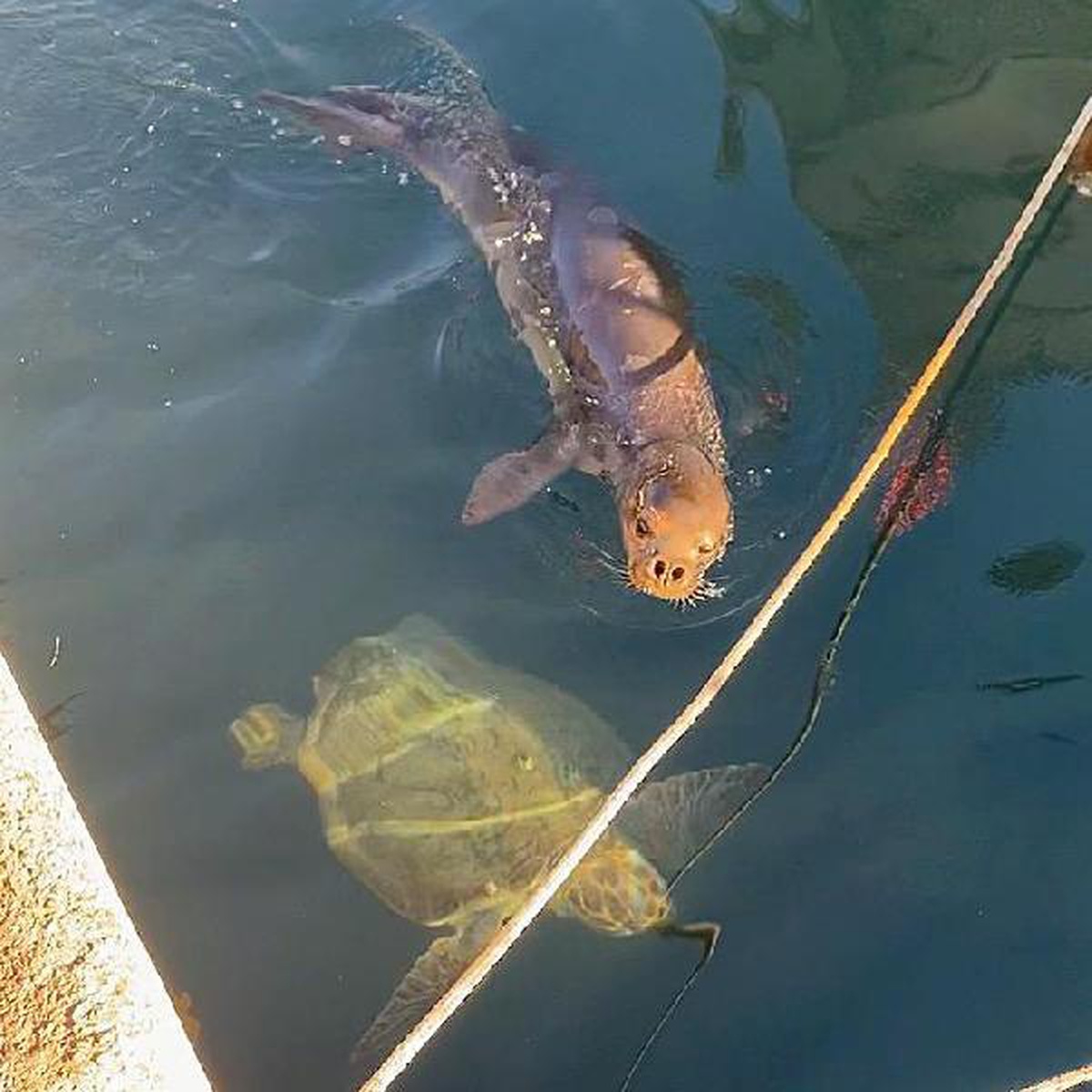Yavru Akdeniz foku ve caretta caretta yat limanında birlikte görüntülendi