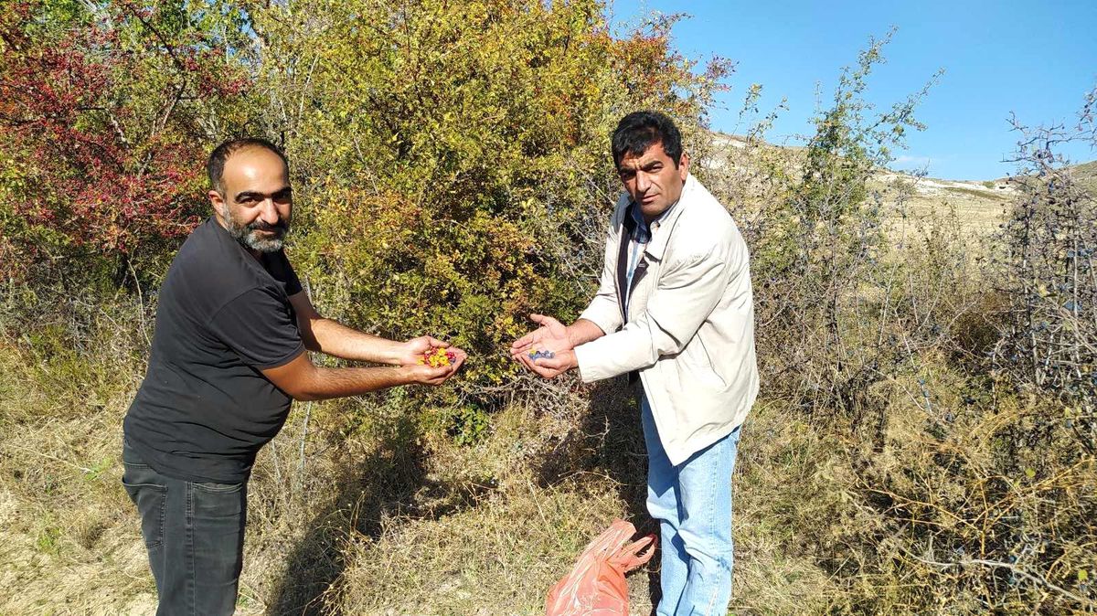 Yunak\'ta dağ meyveleri toplanmaya başlandı