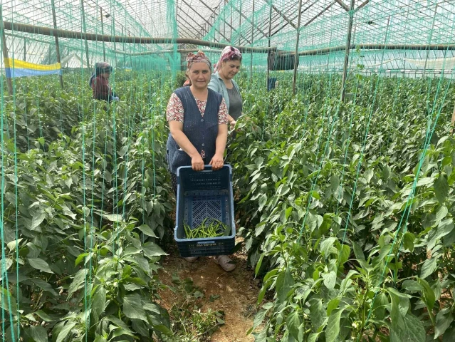 Antalya'da kahvaltılık biber hasatı başladı