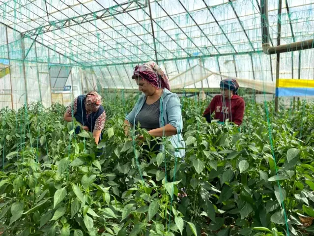 Antalya'da kahvaltılık biber hasatı başladı