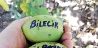 Bilecik'te ceviz hasadı yüz güldürdü