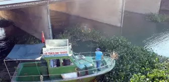 Hatay'da Asi Nehri'ni kaplayan su sümbülleri temizleniyor