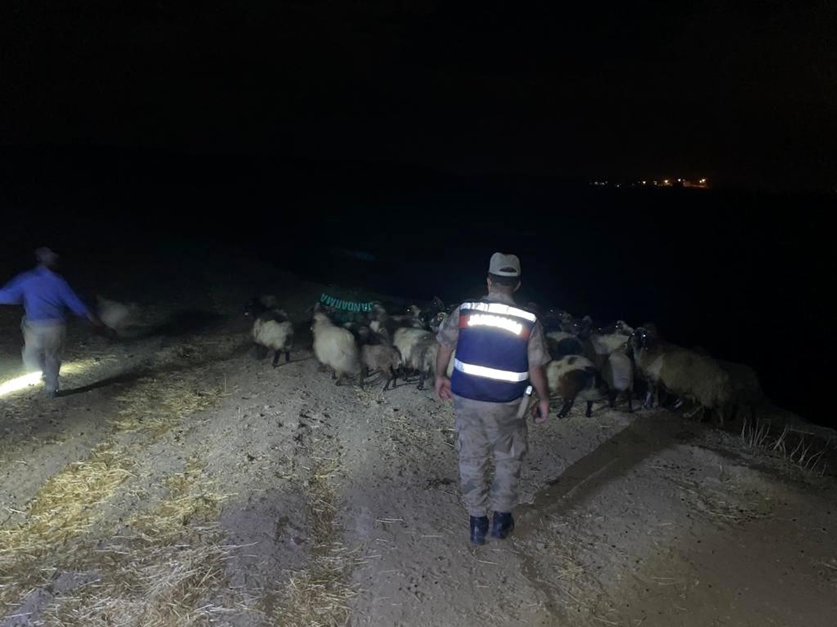 Hayvan besicilerinin kabusu haline gelen hayvan hırsızları yakayı ele verdi