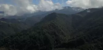 Kolombiya'nın kahve bölgesi Manizales, doğası ve tarihi yerleriyle ziyaretçilerini etkiliyor