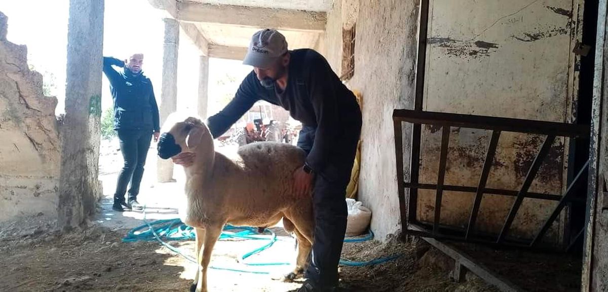 Tomarza küçükbaş hayvan damızlık üretim üssü olmaya aday