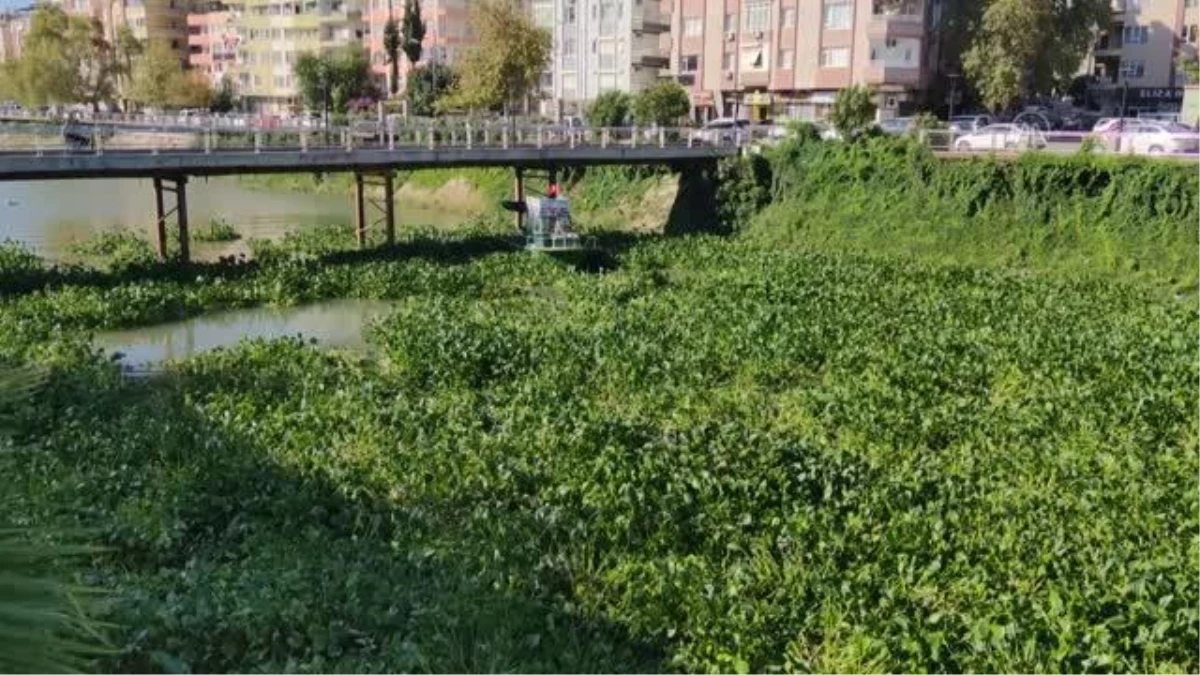 Asi Nehri\'ni kaplayan su sümbüllerini temizleme çalışması sürüyor