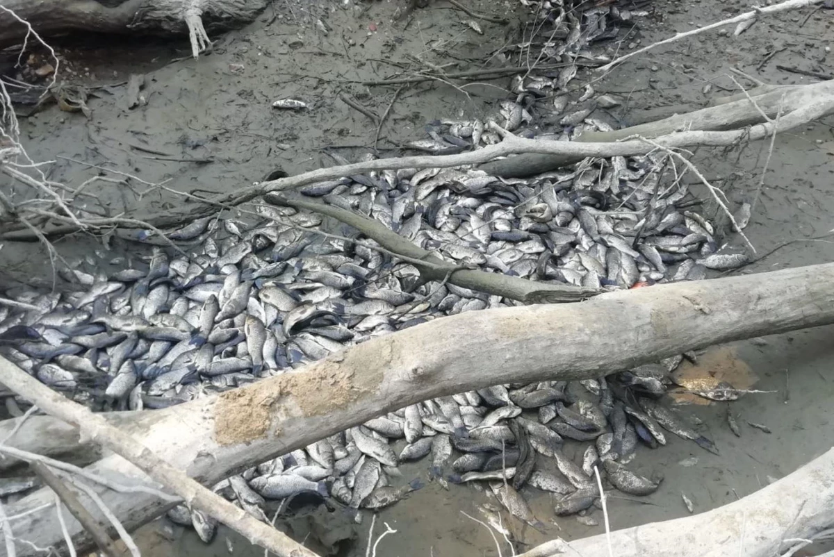 Bursa Yenişehir\'deki derede suların çekilmesi balık ölümlerine sebep oldu