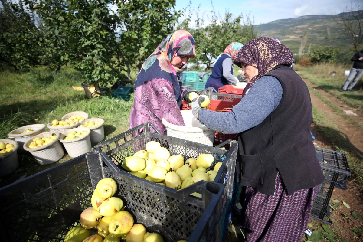 Coğrafi işaretli "Geyve ayvası"nın hasadı başladı