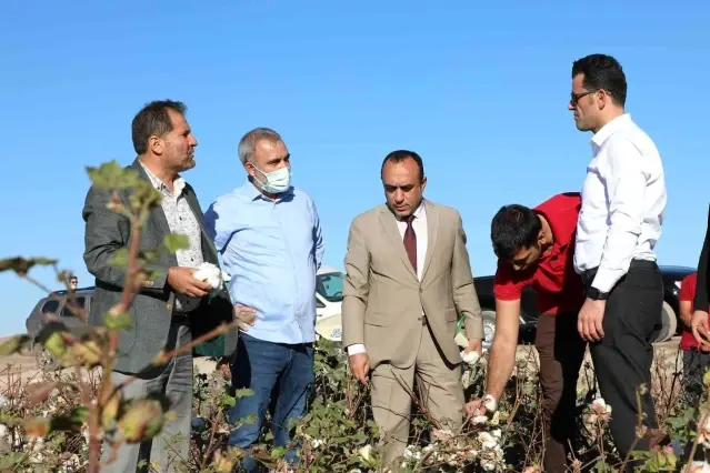 Diyarbakır'da pamuk hasadı etkinliği