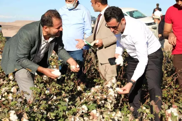 Diyarbakır'da pamuk hasadı etkinliği