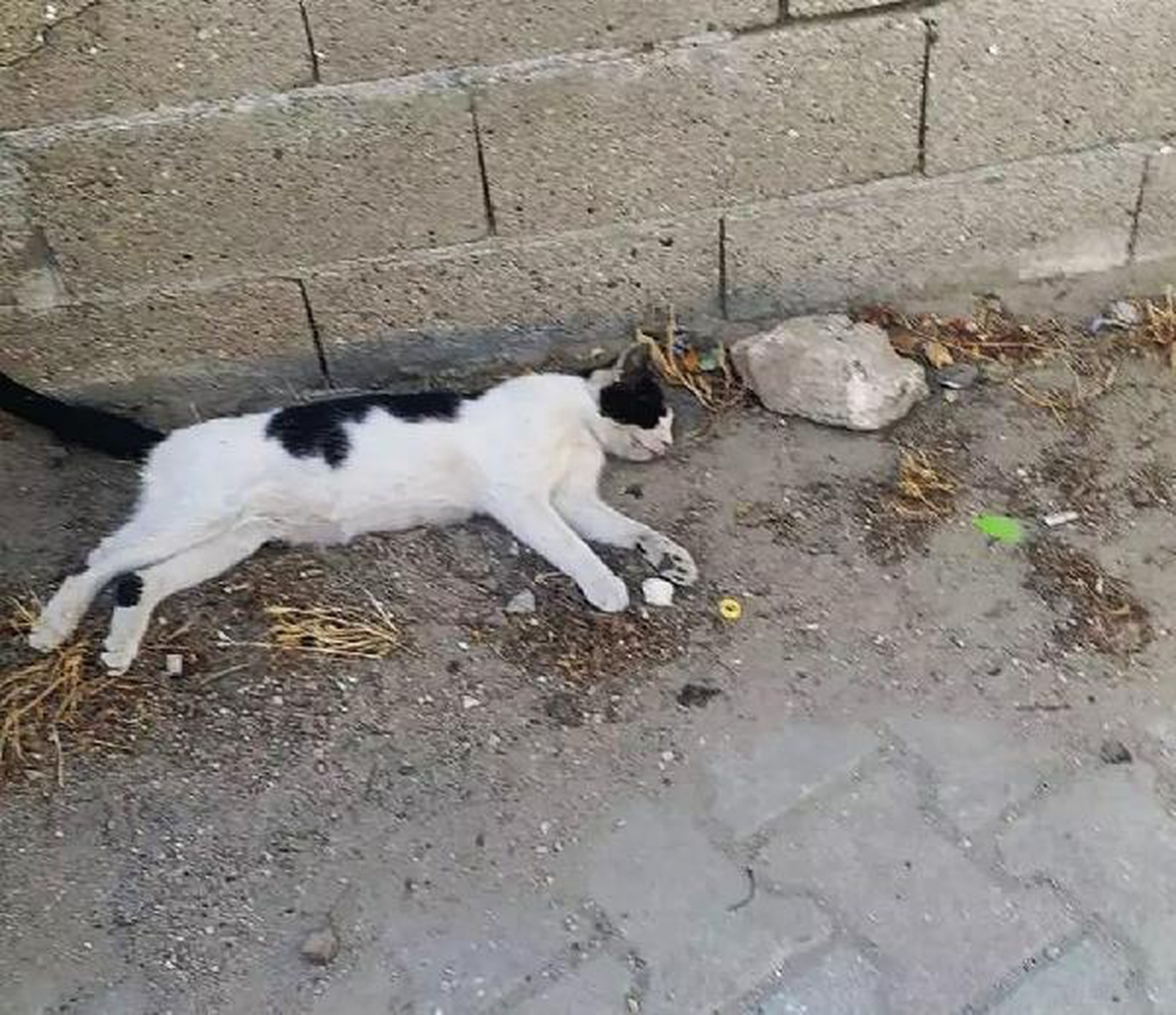 Gelibolu\'da çok sayıda kedi zehirlenerek öldürüldü