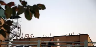 İran'da kapıcılık yapan Afgan göçmen, topladığı çöpleri sanat eserine dönüştürüyor