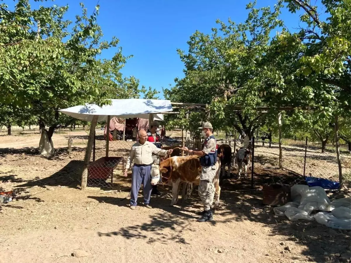 Kayıp inekler drone ile bulundu