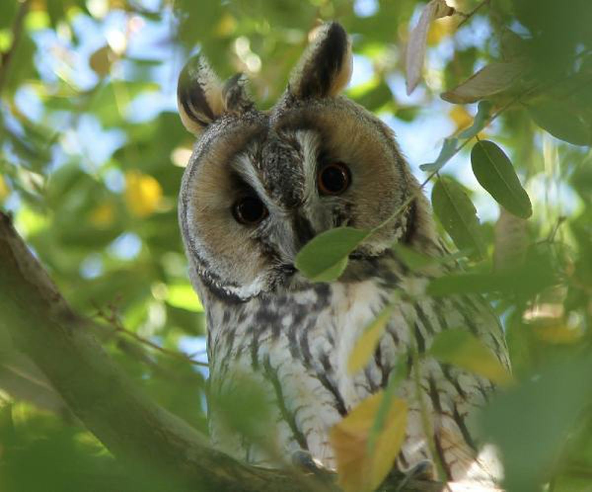 Long-eared owl spotted in Van