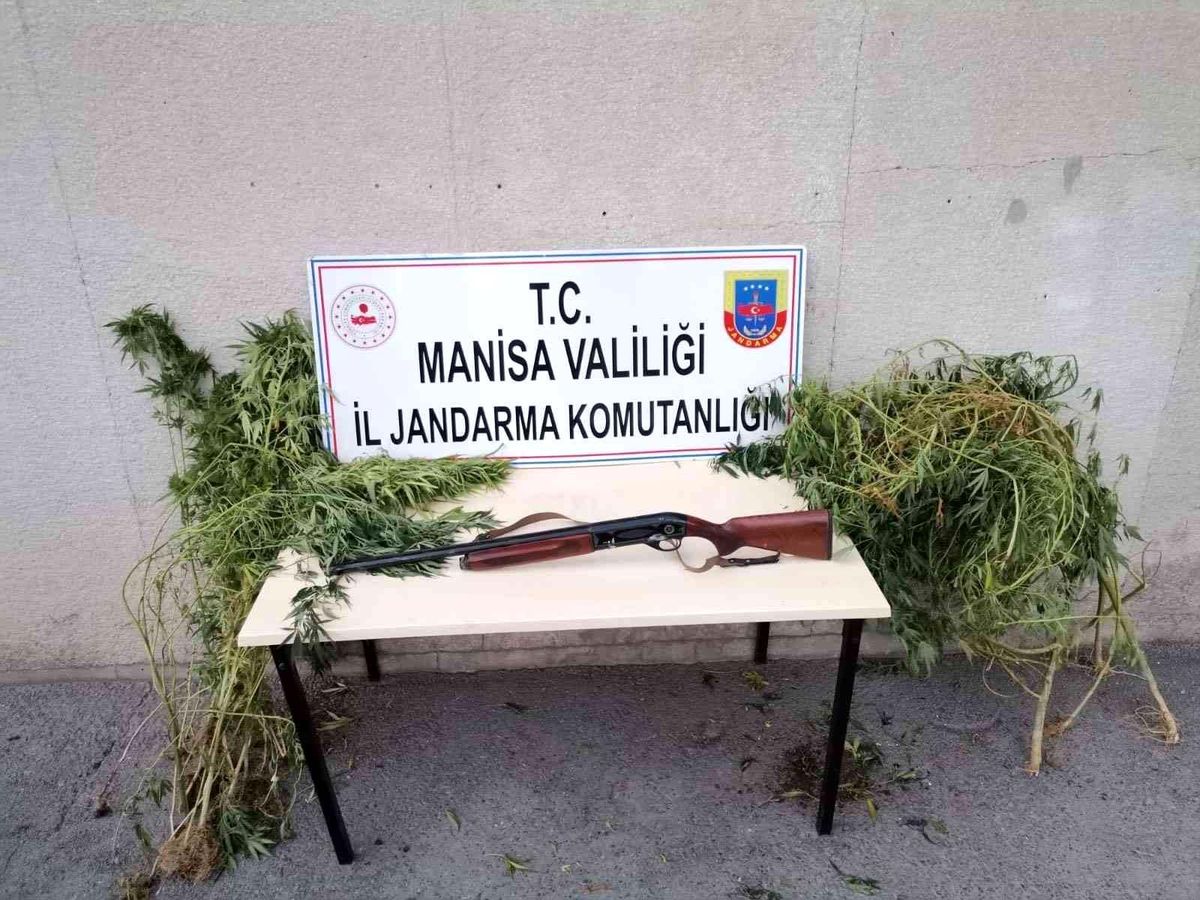 Son dakika haberi... Manisa\'da kenevir operasyonu