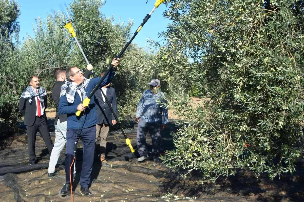 Merhum iş adamının anısına zeytin hasadı yapıldı