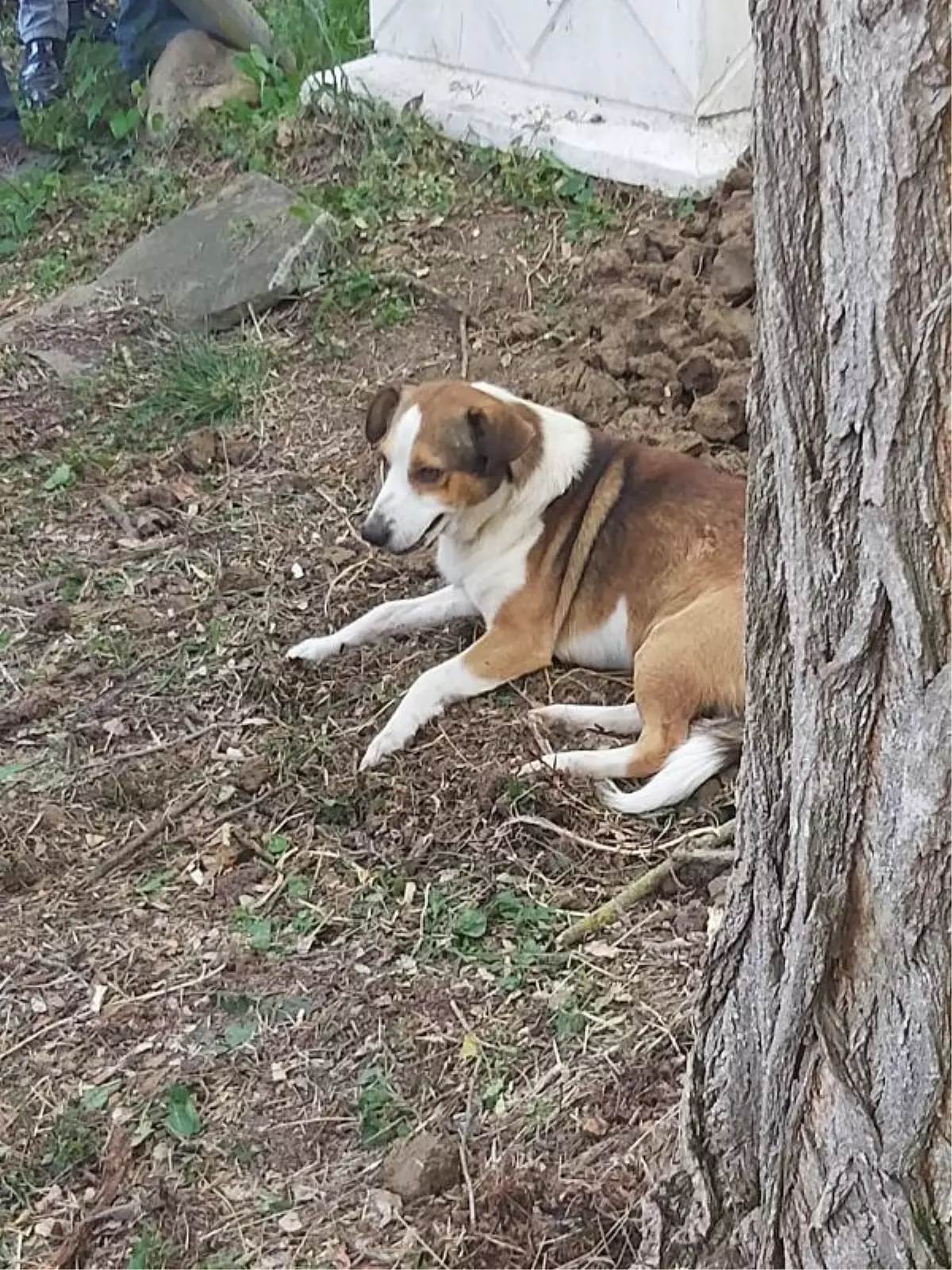 ÜMİT ÖLDÜ, BESLEDİĞİ SOKAK KÖPEĞİ \'YOLDAŞ\' MEZAR BAŞINDA BEKLEDİ