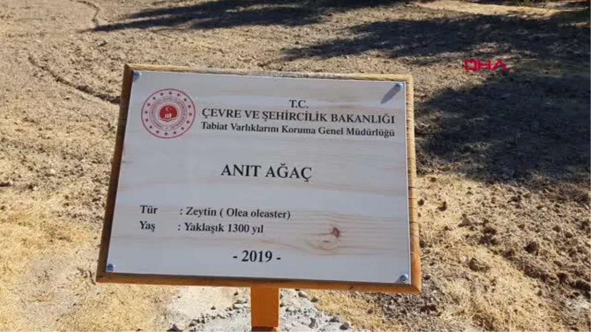 VALİ SU, 1300 YAŞINDAKİ ANIT AĞAÇ\'TAN ZEYTİN TOPLADI