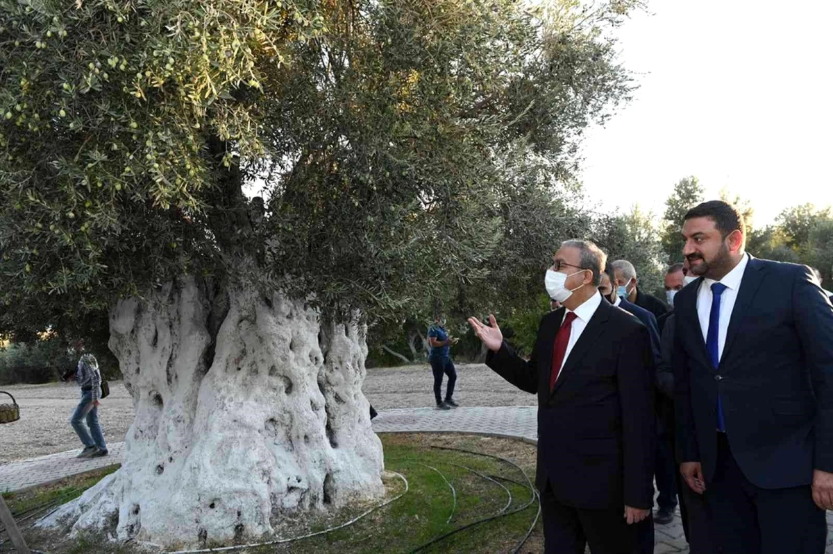 Vali Su anıt zeytin ağacında hasada katıldı