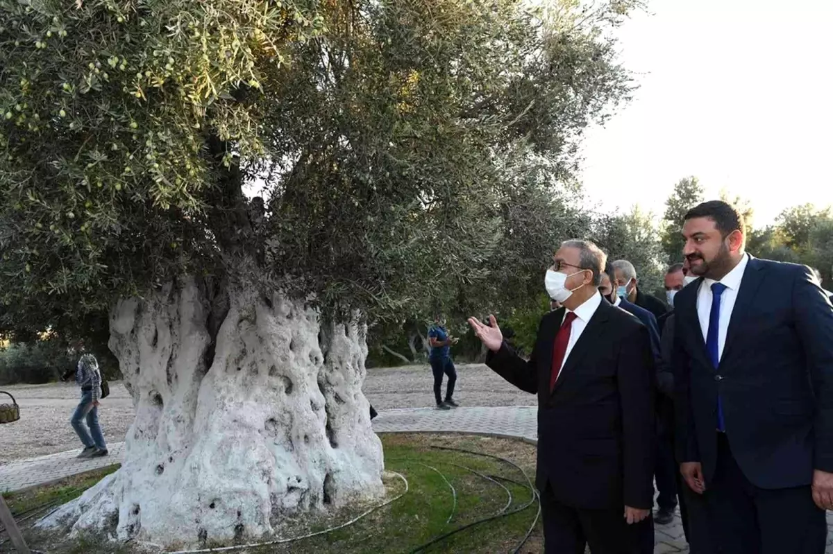 Vali Su anıt zeytin ağacında hasada katıldı