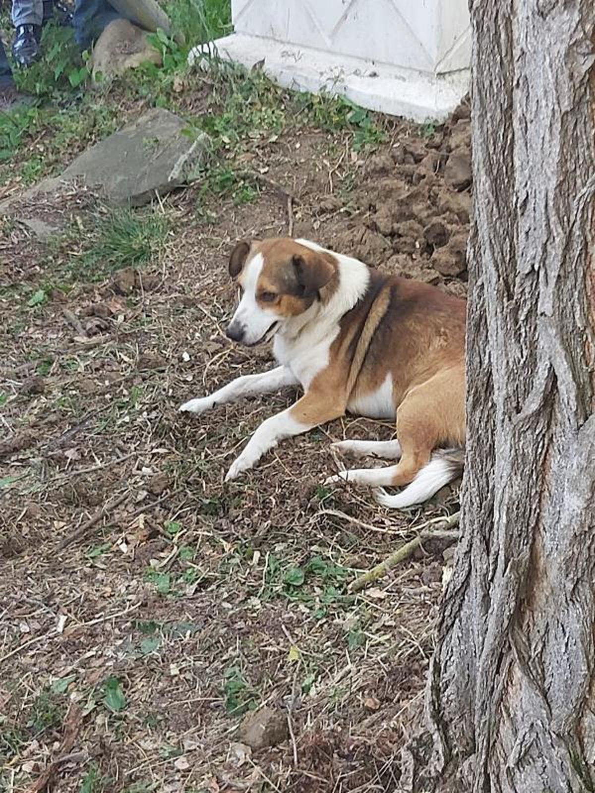 Young man died, his stray dog ??\'Comrade\' waited by the grave