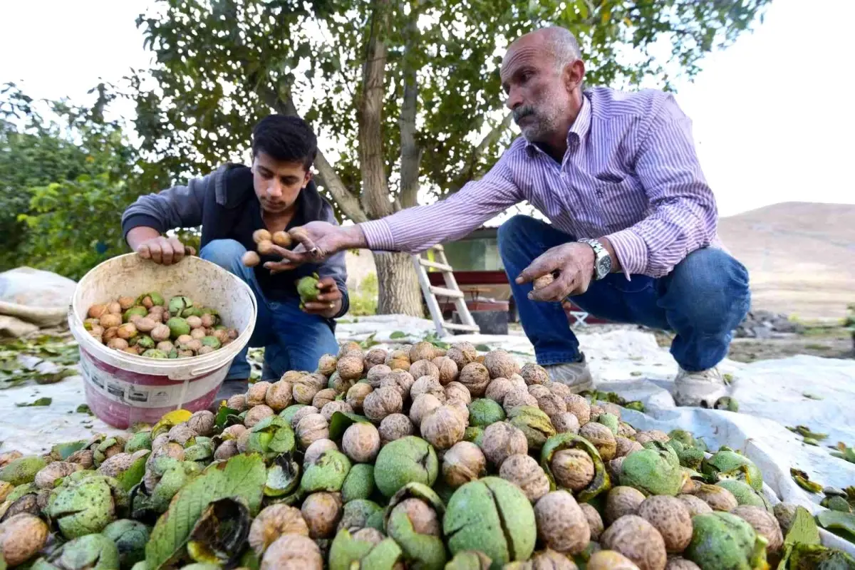 Adilcevaz\'da ceviz hasadı başladı