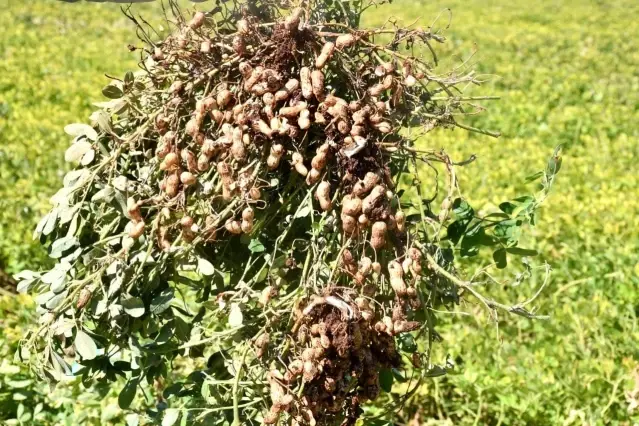 Adıyaman çiftçisi ilk kez yer fıstığını deniyor