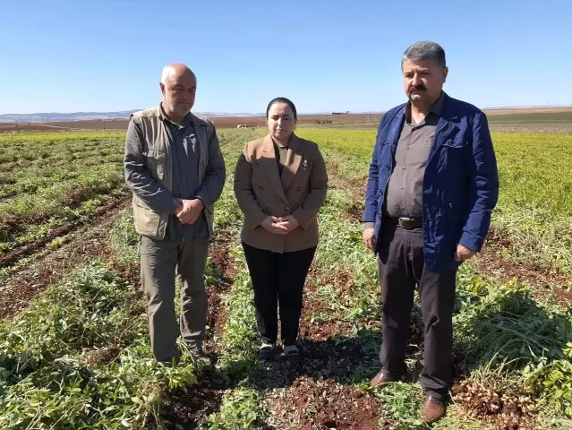 Adıyaman çiftçisi ilk kez yer fıstığını deniyor