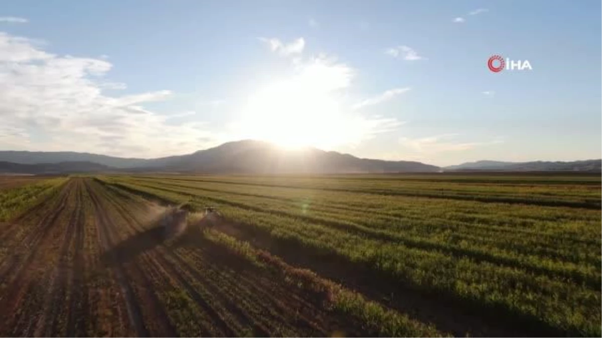 Elazığ\'da 4 bin dönümlük arazide silajlık mısır hasadı başladı