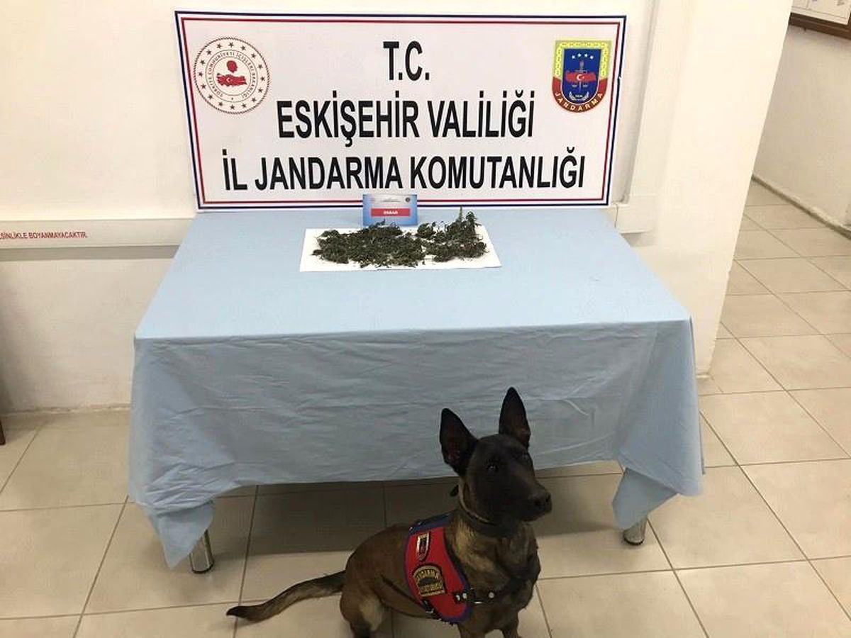 Eve saklanan uyuşturucu maddeleri jandarma narkotik köpeği Alfa buldu