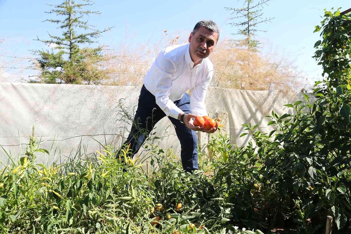 Gölbaşı Belediyesinden çiftçiye hibe buğday desteği