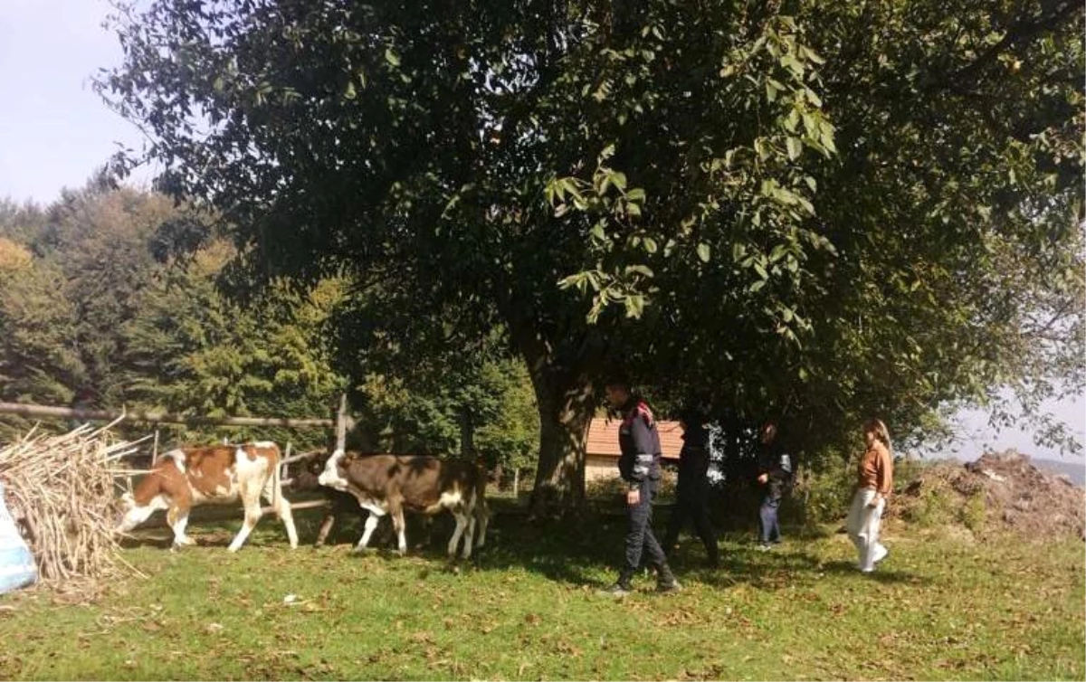 Kaybolan hayvanları jandarma ekipleri buldu