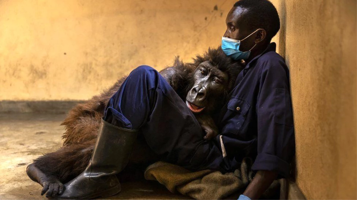 Ndakasi: Viral fotoğrafıyla dünyanın tanıdığı goril 14 yaşında hayata veda etti