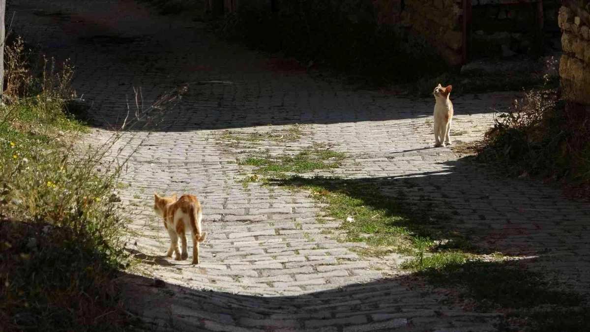 "Yırtıcı hayvanlar parçalasın" diye bırakılan kedilere köylüler sahip çıktı