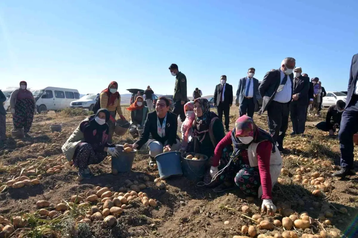 Son dakika haber: Bakan Yardımcısı Işıkgece patates hasadı yapan kadınlarla ürün topladı