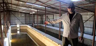 Balıklar susuz kaldı, 20 havuzdan 15'i kurudu